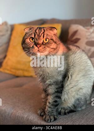 Katze, die auf die Kamera schaut Scottish Fold Rasse sitzt auf einem Sofa im Wohnzimmer Stockfoto
