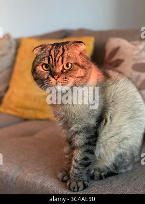 Katze, die auf die Kamera schaut Scottish Fold Rasse sitzt auf einem Sofa im Wohnzimmer Stockfoto