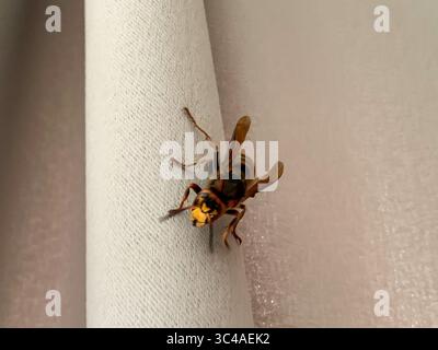 Hornet auf den Vorhängen bewegt sich. Großes Insekt giftig gefährlich Stockfoto