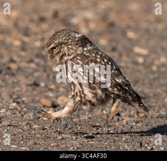 Eine wilde kleine Eule (Athene noctua), die gezielt am Boden entlang läuft, Suffolk Stockfoto