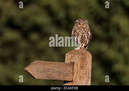 Eine wilde kleine Eule (Athene noctua), die auf einem hölzernen Fußwegsschild, Suffolk, thront Stockfoto