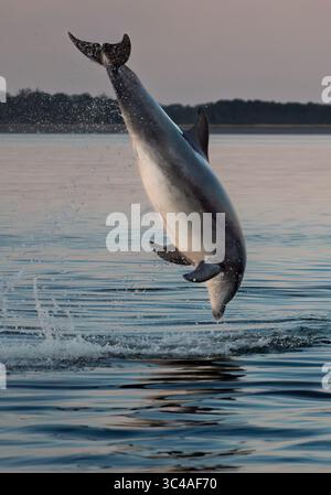 Großer Delfin (Tursiops truncatus), der bei Sonnenuntergang hoch aus dem Wasser bricht, Chanonry Point, Schottland. Stockfoto