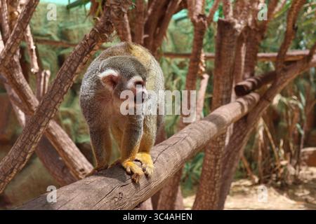 Eichhörnchen-Affen Balancing on Tree Ast in Natural Habitat. Nahaufnahme eines Eichhörnchenaffen auf einem Baumzweig, umgeben von üppigem Grün Stockfoto