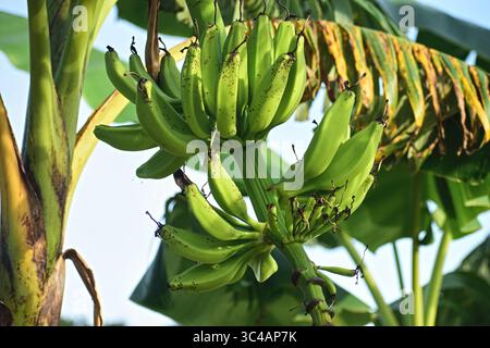 Bananen, die auf einem Baum wachsen Stockfoto