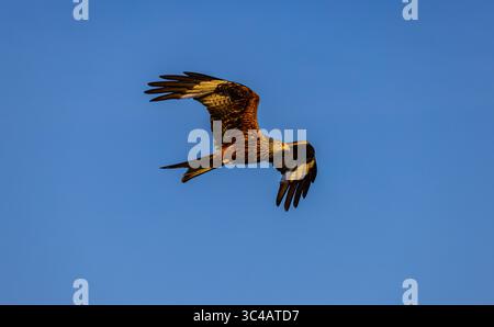 Glattfelden, Schweiz, 5. Juli 2025: Ein roter Drache fliegt im blauen Himmel auf der Jagd nach Beute. (Foto: Andreas Haas/dieBildmanufaktur) Stockfoto