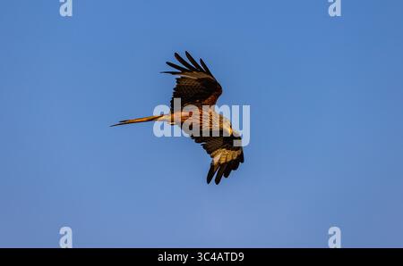 Glattfelden, Schweiz, 5. Juli 2025: Ein roter Drache fliegt im blauen Himmel auf der Jagd nach Beute. (Foto: Andreas Haas/dieBildmanufaktur) Stockfoto