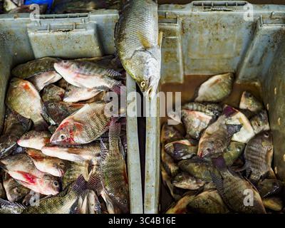 19. Juli 2018 - Bangkok, Bangkok, Thailand - Fischen Sie im Saphan Pla Fish Market in Bangkok. Der Fischkonsum hat kürzlich einen Rekordhoch erreicht, so ein kürzlich von der Ernährungs- und Landwirtschaftsorganisation der Vereinten Nationen veröffentlichter Bericht. Die FAO berichtete, dass die weltweite Fischproduktion im Jahr 2016 mit rund 171 Millionen Tonnen ihren Höchststand erreichte, 47 Prozent davon aus Fischzucht. Die FAO berichtete ferner, dass der weltweite Fischverbrauch zwischen 1961 und 2016 fast doppelt so schnell gestiegen sei wie die Bevölkerungszunahme. Im Jahr 2015 machten Fische etwa 17 Prozent des weltweit konsumierten tierischen Proteins aus. Dies hat Auswirkungen Stockfoto