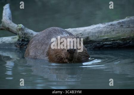 Ein Biber schwimmend im Fluss, Moskau, Russland Stockfoto