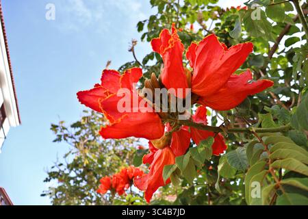 Leuchtende rote afrikanische Tulpenblüten gegen einen klaren blauen Himmel. Leuchtend rote afrikanische Tulpenblüten blühen lebendig, ihre Konturen werden durch Sonnenlicht verstärkt Stockfoto