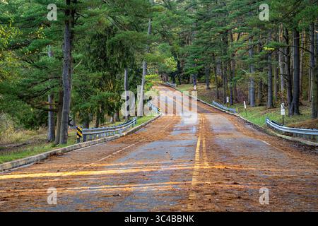 Eine Straße schlängelt sich durch einen Wald in der Nähe des Loch Raven Reservoir in Maryland, bedeckt mit gefallenen Kiefernnadeln, die den Übergang in den Herbst signalisieren. Stockfoto