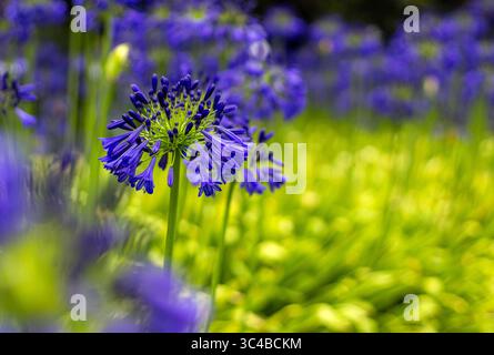 Agapanthus praecox ssp. Orientalis „Huntington Blue“ Afrikanische Lilie, gewöhnliche Agapanthus, blaue Lilie oder Nil-Lilie, dunkelblaue oder violette Blüten Stockfoto
