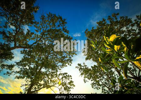 Niedriger Blickwinkel auf den lebhaften Abendhimmel und hohe Bäume mit Sonnenlicht, das durch die Blätter filtert. Ruhige natürliche Szene, ideal für Hintergründe oder Reiseinhalte. Stockfoto