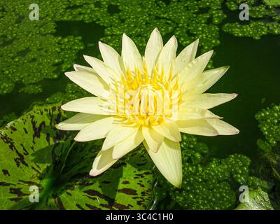 Große gelbe Lotusblume, die über einem Teich aufragt und im Sonnenlicht mit grünen Blättern leuchtet, symbolisiert Gelassenheit in der tropischen Natur. Stockfoto