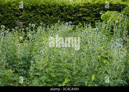 Ein Feld mit Globus Disteln oder echinops Ritro Stockfoto