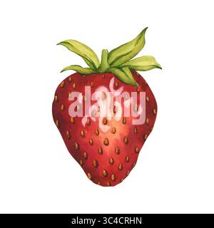 Helle und saftige Erdbeeren isoliert auf weißem Hintergrund. Vektor. Aquarellillustration von reifer roter Beere handgemalt. Erdbeere isoliert Stock Vektor