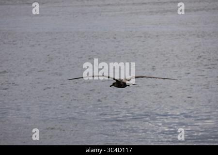 Eine einsame Möwe schwebt anmutig über ruhiges, plätscherndes Wasser, von hinten gesehen Stockfoto