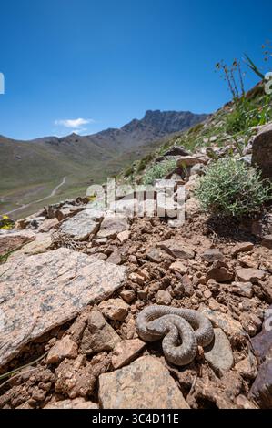 Bergviper (Vipera monticola) aus dem Atlasgebirge Marokkos. Stockfoto