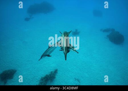 August 2018 - Rotes Meer, Sataya Reef, Marsa Alam, Ägypten, Afrika - Baumspinnerdelfine (Stenella longirostris) spielen über dem Sandboden (Bild: © Andrey Nekrasov/ZUMA Wire/ZUMAPRESS.com) Stockfoto