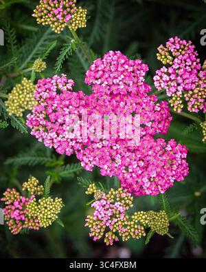 Achillea millefolium, auch bekannt als Schafgarbe oder gewöhnliche Schafgarbe, Northumberland Juli 2025 Stockfoto