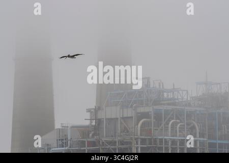 3. August 2018 - Moss Landing, Kalifornien, USA - Ein California Brown Pelican fliegt am August in Moss Landing, Kalifornien, am Kraftwerk Moss Landing, umgeben von schwerem Nebel. 3, 2018. (Abbildung: © NIC Coury/ZUMA Wire/ZUMAPRESS.com) Stockfoto