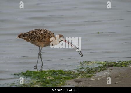 3. August 2018 - Moss Landing, Kalifornien, USA - Ein langköpfiger Curlew sucht am Moss Landing State Beach in Moss Landing, Kalifornien, nach Lebensmitteln. 3, 2018. (Abbildung: © NIC Coury/ZUMA Wire/ZUMAPRESS.com) Stockfoto