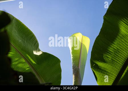 Nach oben gerichtete Ansicht von Bananenblättern mit spitzen Spitzen vor blauem Himmel. Ideal für tropische Naturbilder, botanische Inhalte, Sommermotive oder umweltfreundliche Inhalte Stockfoto