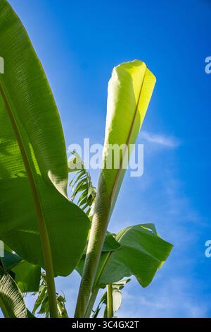 Nach oben gerichtete Ansicht von Bananenblättern mit spitzen Spitzen vor blauem Himmel. Ideal für tropische Naturbilder, botanische Inhalte, Sommermotive oder umweltfreundliche Inhalte Stockfoto