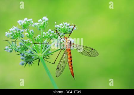 Große Mücke lebt auf Unkrautscheiben auf Unkraut Stockfoto