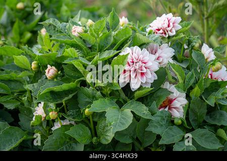 Dahlienduett blüht mit zweifarbigen Blüten - Mischung aus Rot zum Herzen gegen weiß an den Spitzen im Garten im Sommer. Stockfoto