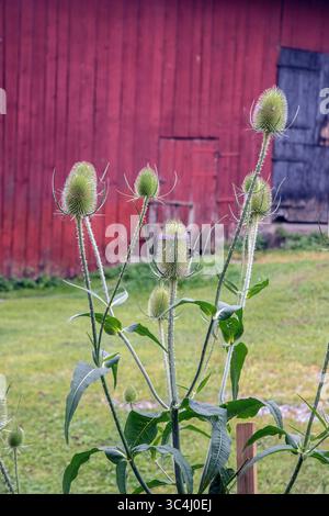 Teasel dipsacus fullonum wächst in Bjorkvik, Sormland, schweden Stockfoto