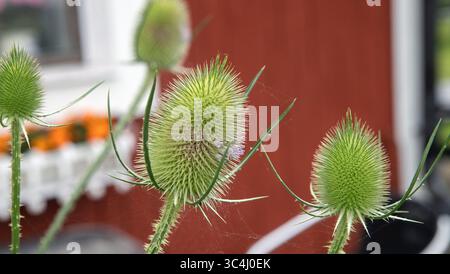 Teasel dipsacus fullonum wächst in Bjorkvik, Sormland, schweden Stockfoto