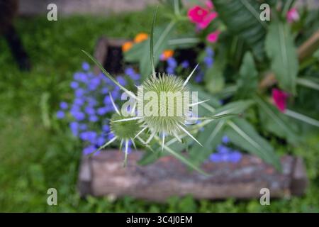 Teasel dipsacus fullonum wächst in Bjorkvik, Sormland, schweden Stockfoto