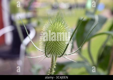 Teasel dipsacus fullonum wächst in Bjorkvik, Sormland, schweden Stockfoto