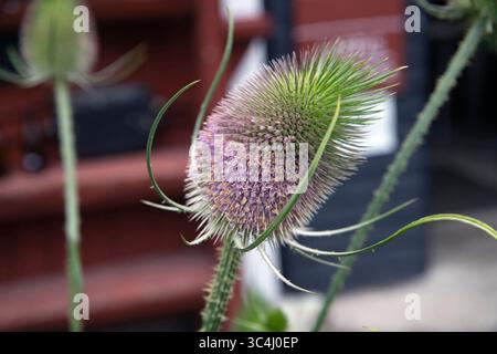 Teasel dipsacus fullonum wächst in Bjorkvik, Sormland, schweden Stockfoto