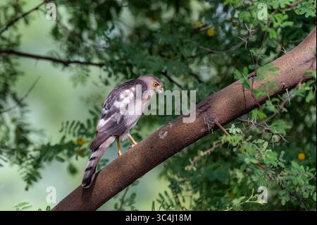 Die Shikra ist ein kleiner Greifvogel im Familie Accipitridae fand weit verbreitet in Asien und Afrika Stockfoto