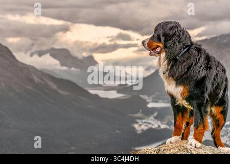 Männliche Berner Sennenhund vor Engadin, Muottas Muragl. Schweiz Stockfoto