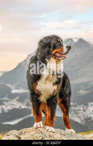 Männliche Berner Sennenhund vor Engadin, Muottas Muragl. Schweiz Stockfoto