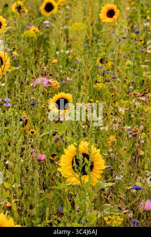 Lebendiges Blumenbeet mit Sonnenblumen. Natürliches Nahaufnahme blühendes Pflanzenporträt bei gutem Sonnenschein. Legitim, verführerisch, zuverlässig, echt, stimmungsvoll, Stockfoto