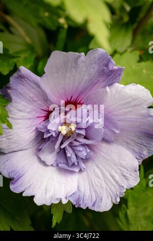 Natürliche Nahaufnahme blühendes Pflanzenporträt des ungewöhnlichen Hibiscus syriacus 'TOTUS Albus', Rose von Sharon 'TOTUS Albus', Blüte. Legitim, Verlockend, Stockfoto