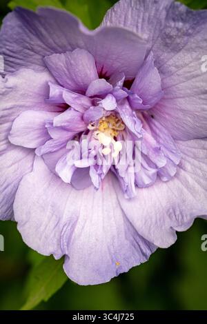 Natürliche Nahaufnahme blühendes Pflanzenporträt des ungewöhnlichen Hibiscus syriacus 'TOTUS Albus', Rose von Sharon 'TOTUS Albus', Blüte. Legitim, Verlockend, Stockfoto