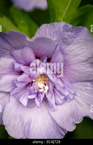 Natürliche Nahaufnahme blühendes Pflanzenporträt des ungewöhnlichen Hibiscus syriacus 'TOTUS Albus', Rose von Sharon 'TOTUS Albus', Blüte. Legitim, Verlockend, Stockfoto