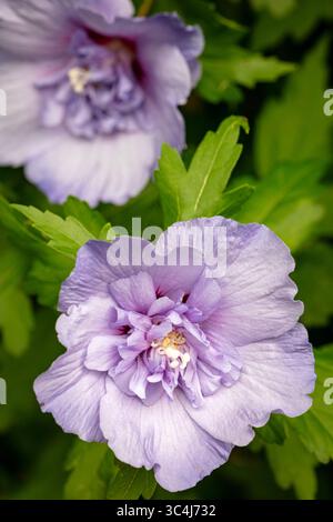 Natürliche Nahaufnahme blühendes Pflanzenporträt des ungewöhnlichen Hibiscus syriacus 'TOTUS Albus', Rose von Sharon 'TOTUS Albus', Blüte. Legitim, Verlockend, Stockfoto