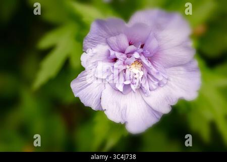 Natürliche Nahaufnahme blühendes Pflanzenporträt des ungewöhnlichen Hibiscus syriacus 'TOTUS Albus', Rose von Sharon 'TOTUS Albus', Blüte. Legitim, Verlockend, Stockfoto
