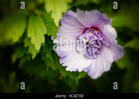Natürliche Nahaufnahme blühendes Pflanzenporträt des ungewöhnlichen Hibiscus syriacus 'TOTUS Albus', Rose von Sharon 'TOTUS Albus', Blüte. Legitim, Verlockend, Stockfoto