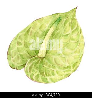 Handgezeichnete Illustration tropischer exotischer Pflanzen auf isoliertem Hintergrund. Aquarellgrün Anthuriumblüte. Botanische Zeichnung für Grußkarten oder Hochzeitseinladungen im Dschungel-Stil. Stockfoto