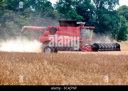 27. Juli 2025: Skane-Schweden: Case IH Axial-Flow 9230 Mähdrescher sammelt Weizen hinter einem Vorboden von Hülsenfrüchten an einem staubigen Sommertag im Süden Stockfoto