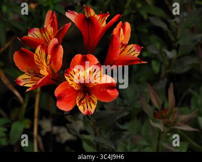 Lebhafte orange und gelbe Alstromeria-Blüten gegen üppiges grünes Laub. Stockfoto