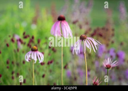 Nahaufnahme von Echinacea pallida Blumen in einem Gartenrand im Sommer. Blassrosafarbener Coneflower in einem Garten. Stockfoto