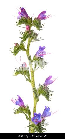Vipers Bugloss isoliert auf weißem Hintergrund Stockfoto