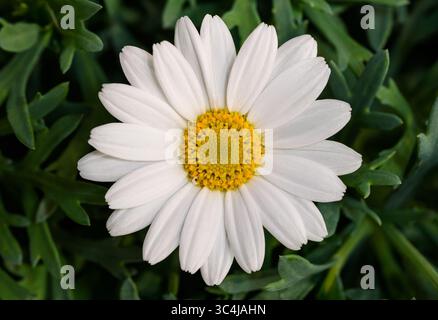 Daisy Blume im Garten Stockfoto